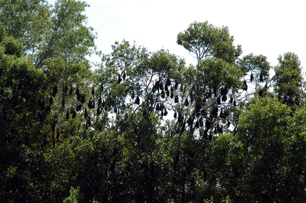 Indooroopilly Island Bat Colony along the Brisbane River
