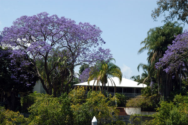 Purple tree, Brisbane suburbs