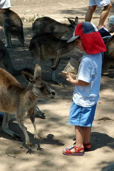 Boy feeding the kangaroos, Lone Pine