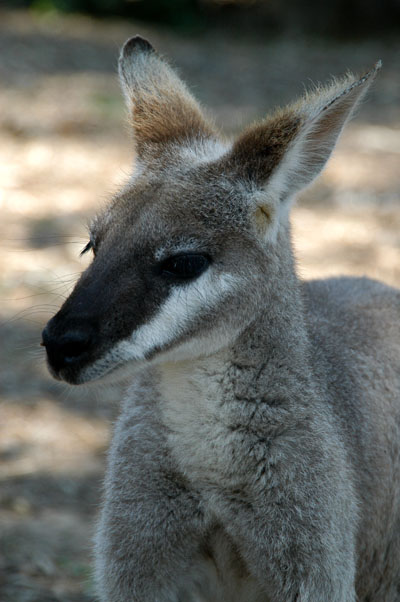 Kangaroo, Lone Pine, Brisbane