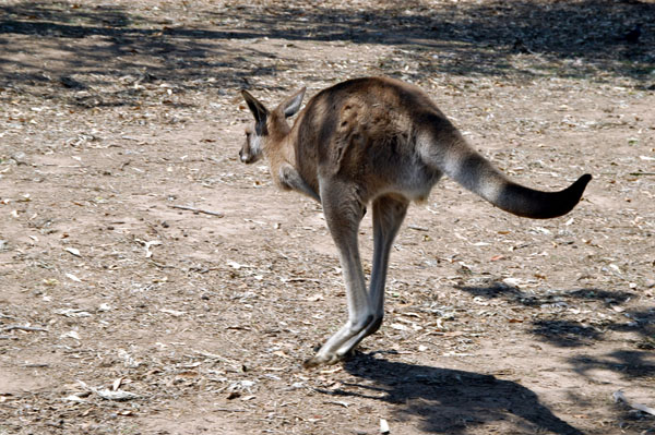 Kangaroo hopping, Lone Pine