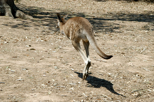 Kangaroo hopping, Lone Pine