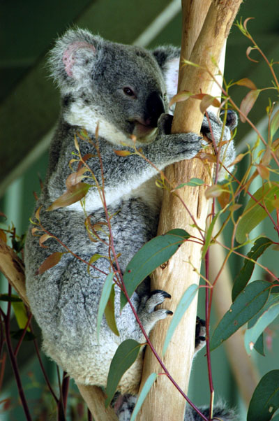 Lone Pine Koala Sanctuary