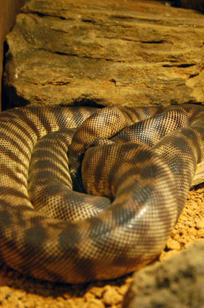 Snake, Lone Pine Koala Sanctuary