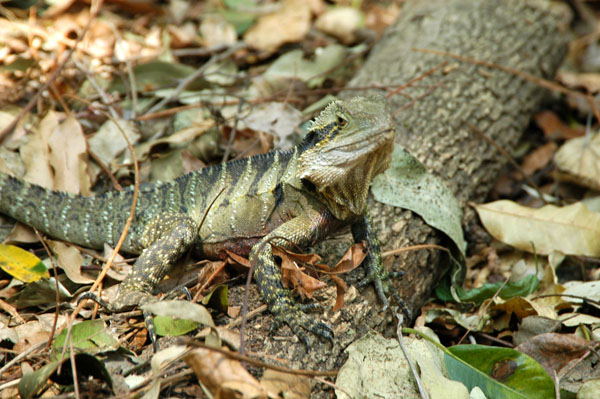Eastern Water Dragon, Physignathus lesueurii, wild at Lone Pine