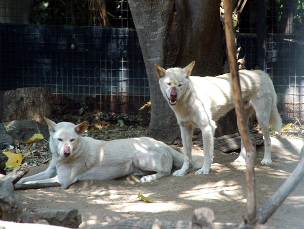 Dingos, Lone Pine Koala Sanctuary