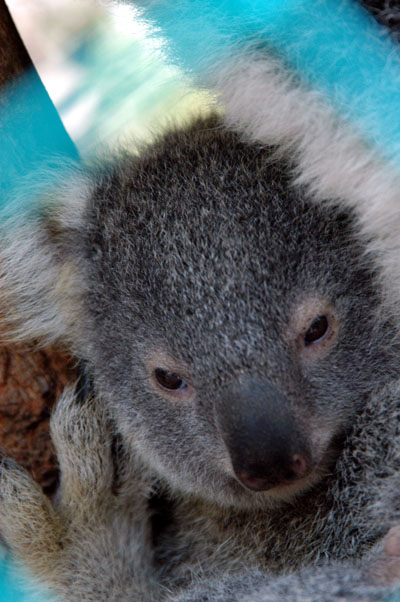 Baby koala, Lone Pine