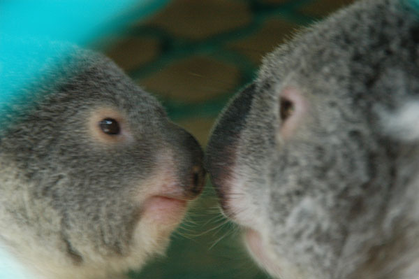 Koalas touching noses, Lone Pine Koala Sanctuary