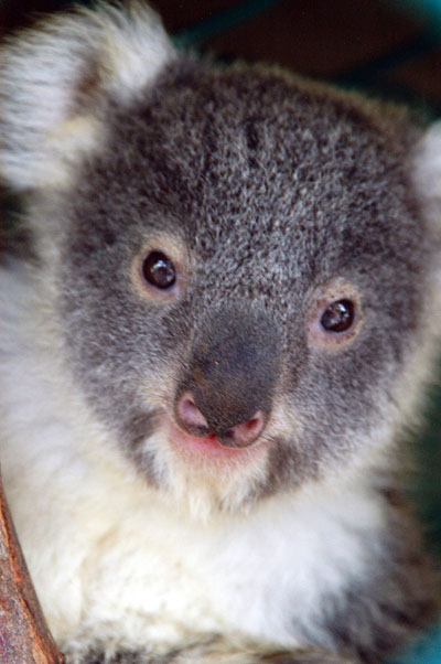 Lone Pine Koala Sanctuary