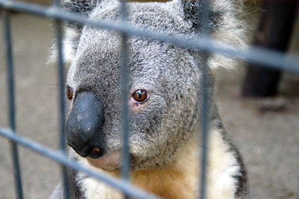 Imprisoned Koala, Lone Pine