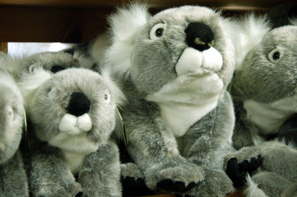 The required koalas in the gift shop, Lone Pine