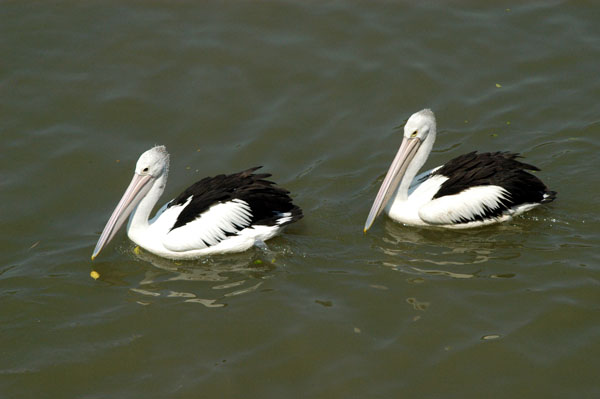 Australian Pelicans (Pelecanus conspicillatus) Brisbane