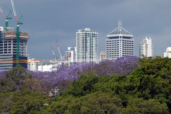 Purple flowering trees, Brisbane