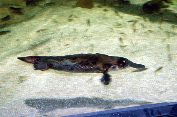 Platypus Sydney Aqurium