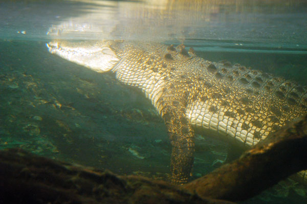 Salt Water Crocodile, Sydney Aquarium