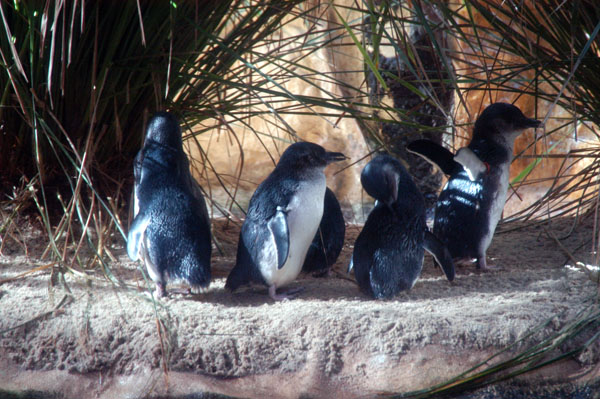Fairy penguins, Sydney Aquarium