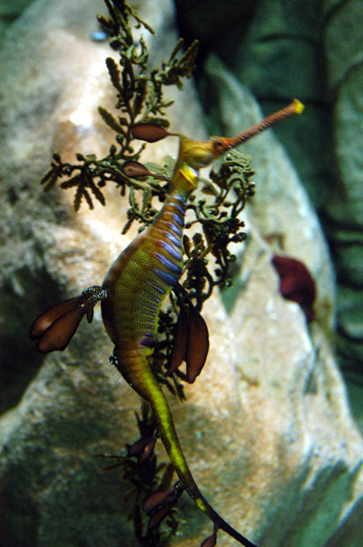 Weedy Sea Dragon (Phyllopteryx taeniolatus)