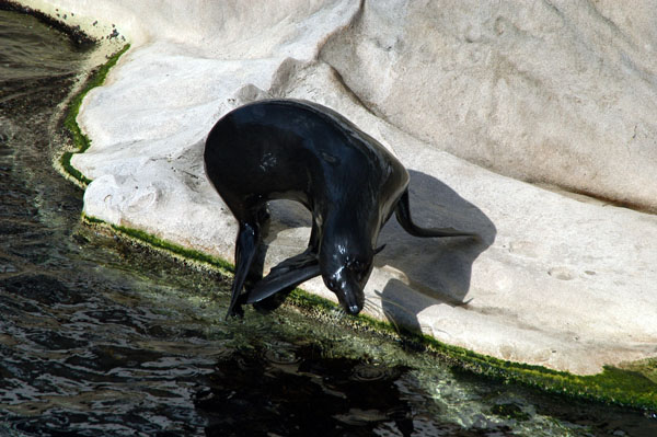 Australian fur seal, Seal Sanctuary, Sydney Aquarium