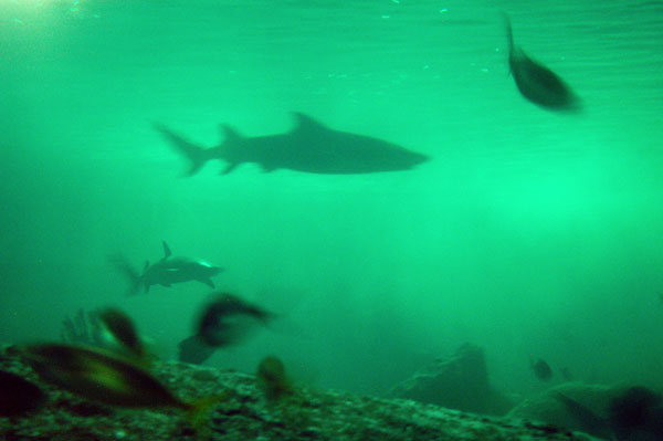 Open Ocean Oceanarium, Sydney Aquarium