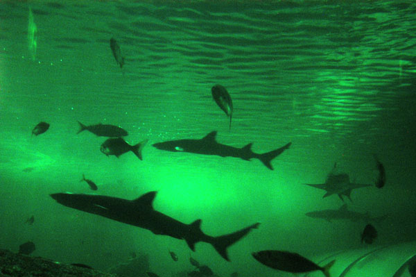 Open Ocean Oceanarium, Sydney Aquarium