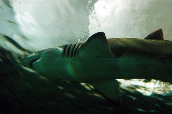 Grey nurse shark, Open Ocean Oceanarium, Sydney Aquarium