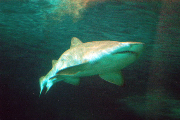 Grey nurse shark, Open Ocean Oceanarium, Sydney Aquarium