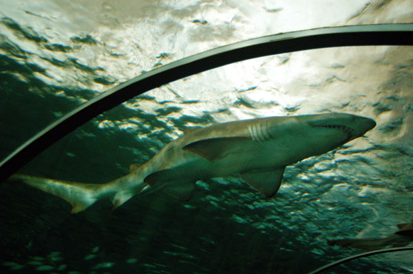 Grey nurse shark passing over the Oceanarium tunnel