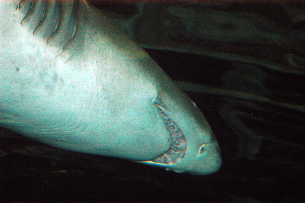 Grey nurse shark passing over the Oceanarium tunnel