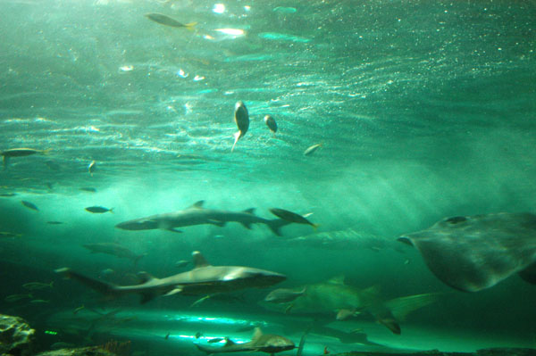 Open Ocean Oceanarium, Sydney Aquarium