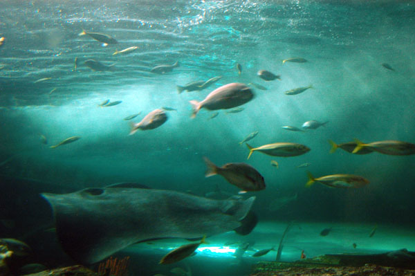 Open Ocean Oceanarium, Sydney Aquarium