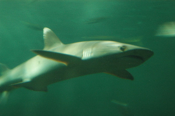 Whitetip Reef Shark, Open Ocean Oceanarium
