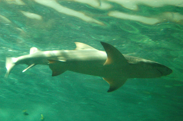 Lemon Shark, Open Ocean Oceanarium