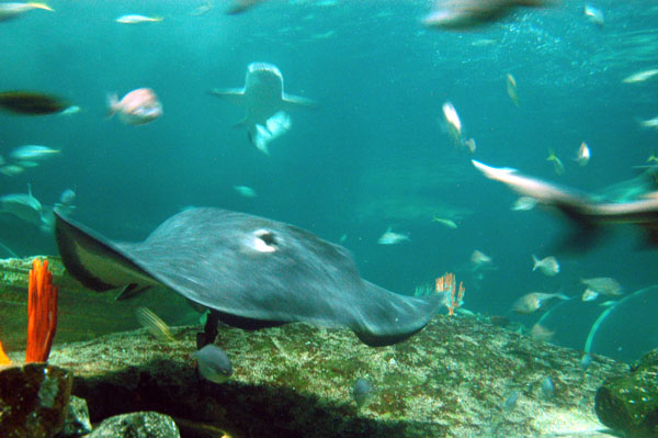 Giant stingray, Open Ocean Oceanarium, Sydney Aquarium