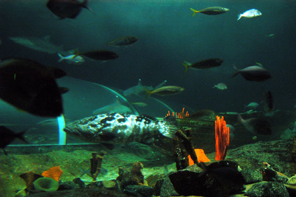 Open Ocean Oceanarium, Sydney Aquarium