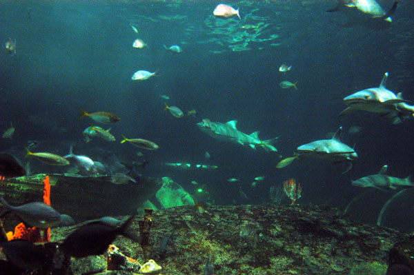 Open Ocean Oceanarium, Sydney Aquarium