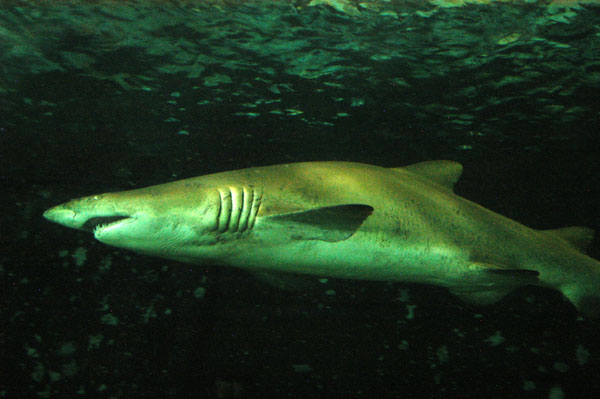 Grey Nurse Shark, Open Ocean Oceanarium, Sydney Aquarium