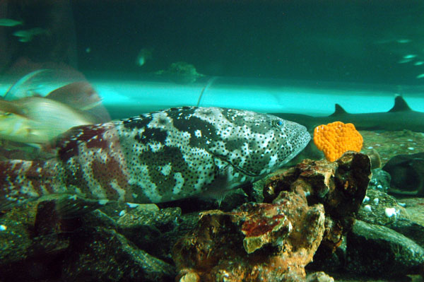 Estuary Cod, Open Ocean Oceanarium