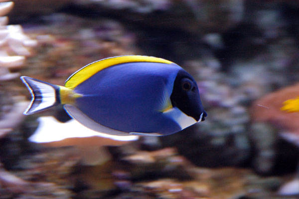 Blue tang, Great Barrier Reef Oceanarium