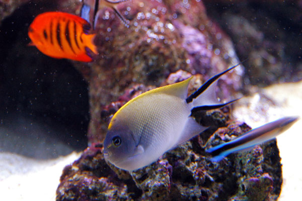 Great Barrier Reef Oceanarium, Sydney Aquarium