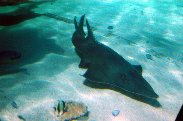 Shark Ray, Great Barrier Reef Oceanarium, Sydney Aquarium