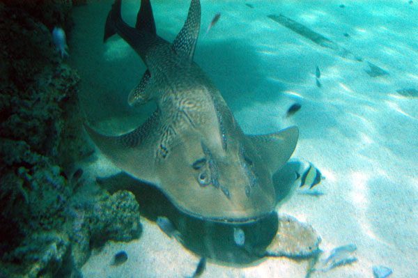 Shark Ray, Great Barrier Reef Oceanarium, Sydney Aquarium