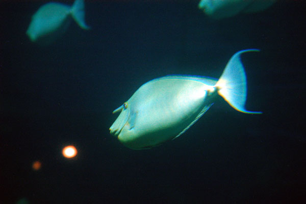 Unicorn fish, Great Barrier Reef Oceanarium, Sydney Aquarium