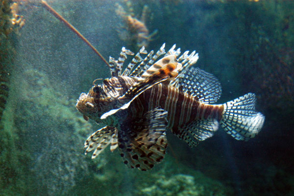 Lionfish, Shark Ray, Great Barrier Reef Oceanarium, Sydney Aquarium