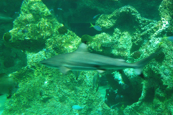 Blacktip Reef Shark, Shark Ray, Great Barrier Reef Oceanarium, Sydney Aquarium