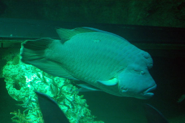 Maori wrasse, Shark Ray, Great Barrier Reef Oceanarium, Sydney Aquarium
