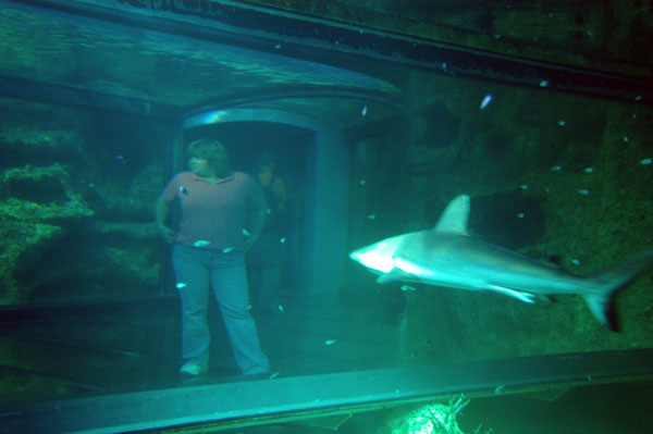 A shark checking out Debbie