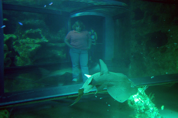 Great Barrier Reef Oceanarium, Sydney Aquarium