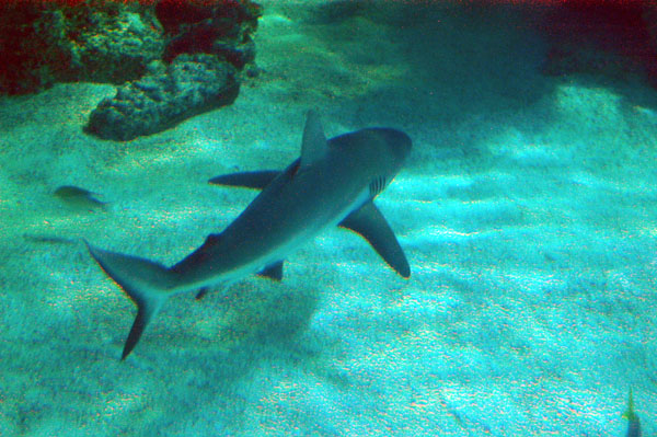 Great Barrier Reef Oceanarium, Sydney Aquarium