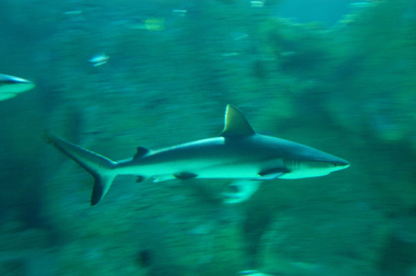 Grey reef shark, Great Barrier Reef Oceanarium, Sydney Aquarium