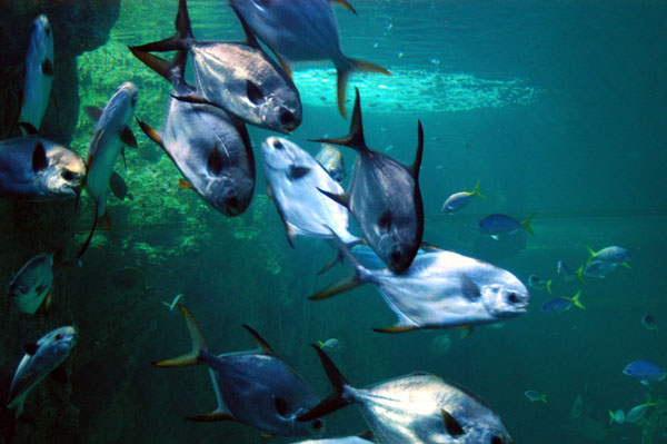 Reef Theater, Sydney Aquarium